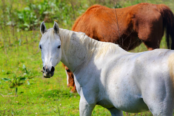 istock white horse portrait in meadow 1667255367