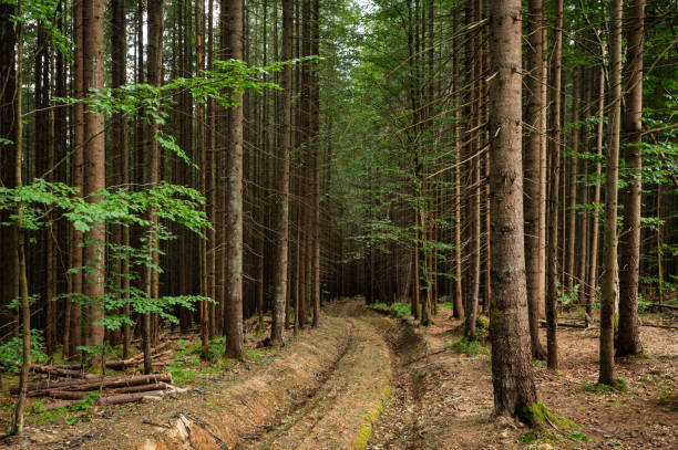 A road in a spruce forest, an old unpaved logging road in the Carpathians