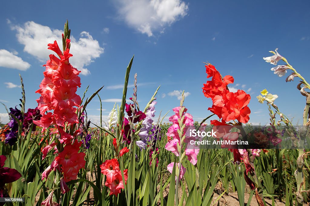 gladiolas - 로열티 프리 글라디올러스 스톡 사진