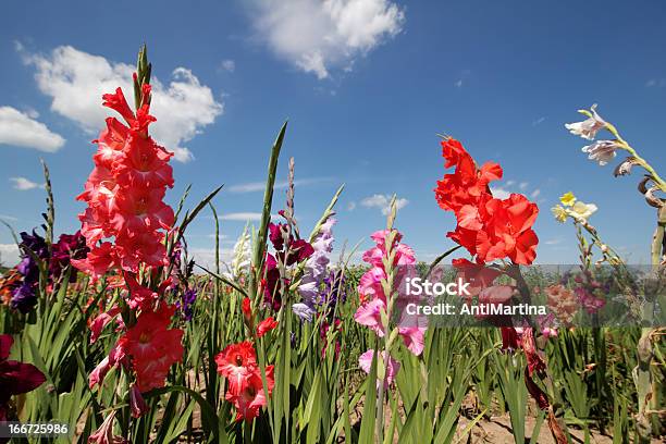 Foto de Gladíolos e mais fotos de stock de Gladíolo - Gladíolo, Céu - Fenômeno natural, Azul