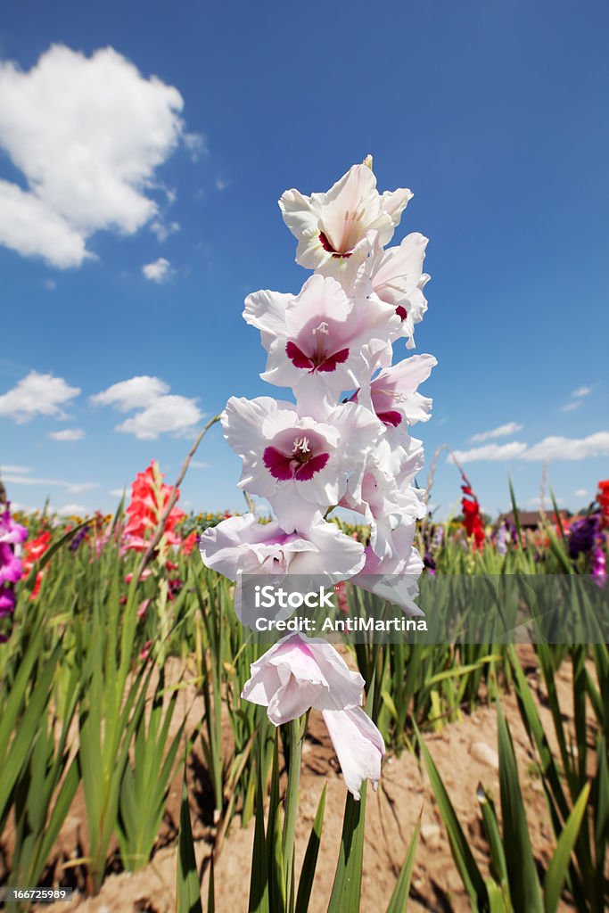 gladiolas - Foto de stock de Azul libre de derechos