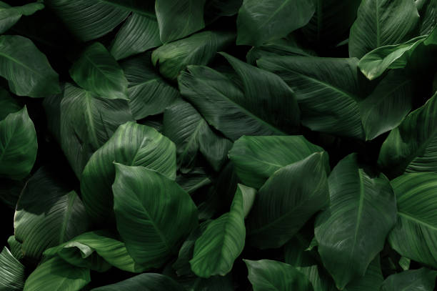 istock tropical leaves, abstract green leaves texture, nature background 1667261965