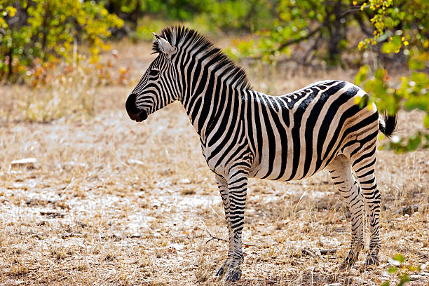 zebra puledro nel parco nazionale di kruger - burchellii foto e immagini stock