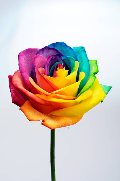 nahaufnahme des rainbow rose blume - nature macro vertical close up stock-fotos und bilder