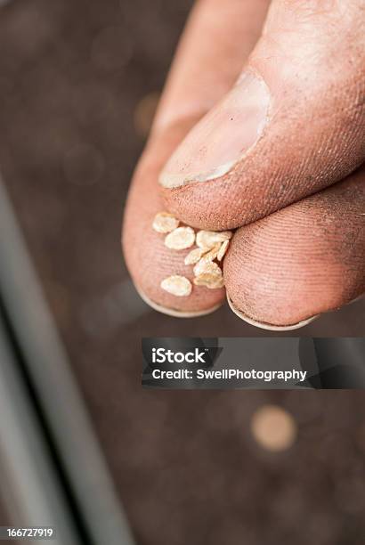 Tomate Sembrar Las Semillas En El Suelo Foto de stock y más banco de imágenes de Agarrar - Agarrar, De ascendencia europea, Detalle de primer plano