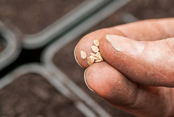 Sowing Tomato Seeds into Soil. stock photo