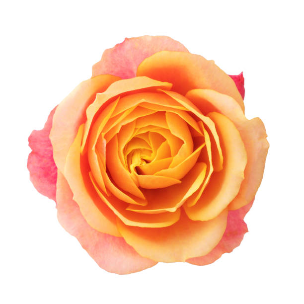 istock a blooming rose with green leaves, isolate on a white background 1667299149