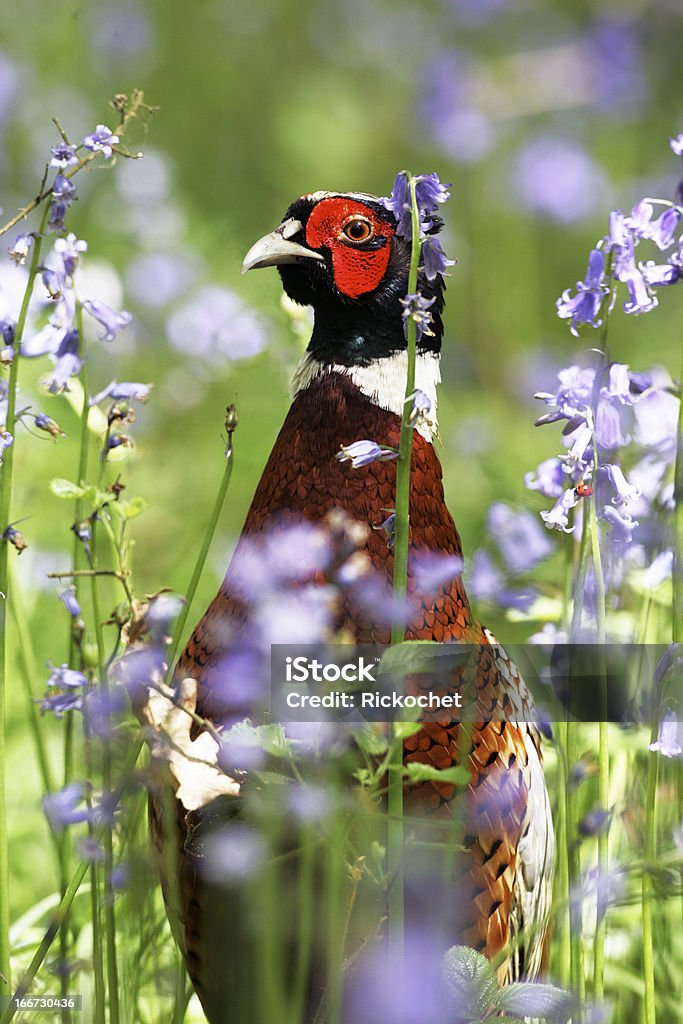 Faisão (Phasianus colchicus) - Foto de stock de Animal royalty-free