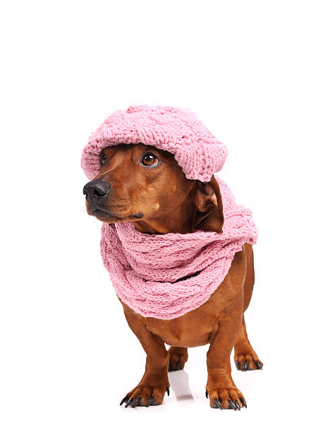 istock dachshund dog dressed into hat and scarf isolated 166730599