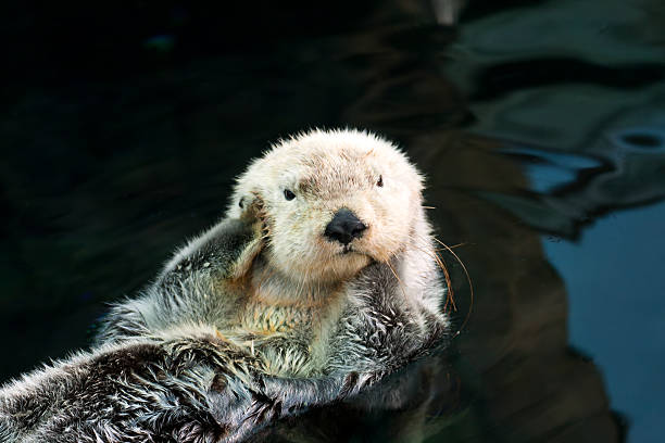 Sea otter stock photo