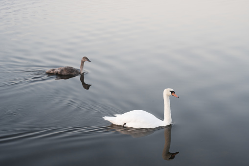 White Swan on lake in Mecklenburg-Vorpommern, adult and Young bird, Cygnus olor