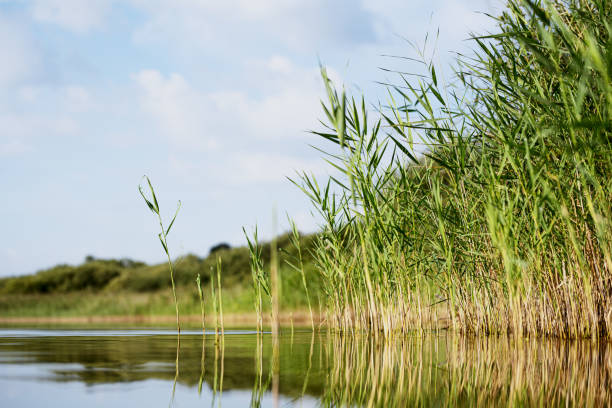 istock Damaged Reed shore at Fleesensee, Mecklenburg-Vorpommern 1667306734