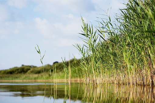 Pond and cattails in summer in Kenilworth Park and Aquatic Gardens during Lotus and Water Lily Festival