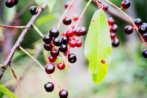 Autumn season. Fall harvest concept. Autumn rowan berries on branch. Rowan berries sour but rich vitamin C. Red berries and leaves on branch close up. Blurred background. Selective focus.