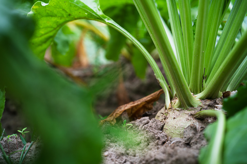 Close-up of Beets growing in the field