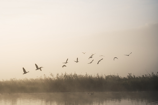 Morning mood with flying  Greylag Goose on the Havel river, Brandenburg-State