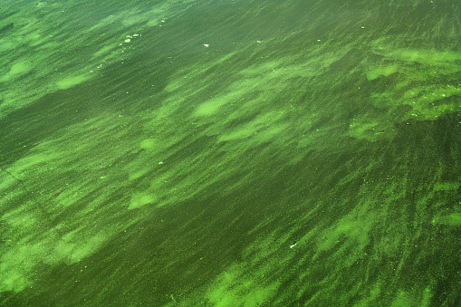 Algae bloom on the Havel River, Brandenburg-State