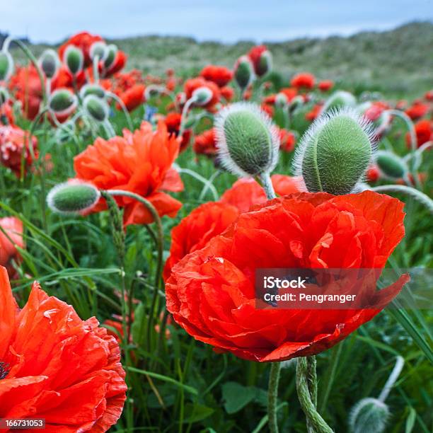 Field Of Poppies Foto de stock y más banco de imágenes de 2000-2009 - 2000-2009, Aire libre, Amapola - Planta