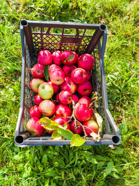 istock Crate with Organic Apples on Grass 1667316992