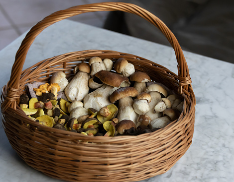 Mushroom basket filled with porcini mushrooms, boletus, spruce boletus, summer boletus, witch's boletus, red-footed boletus, funeral trumpet and chanterelle