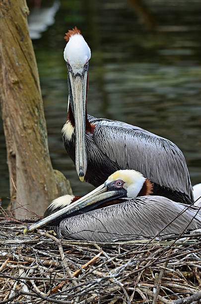 Brown Pelican Nesting Tight shot of pair of Brown Pelican (Pelecanus occidentalis) on nest in Ellie Schiller Homosassa Springs Wildlife State Park in Homosassa Springs, Florida. brown pelican stock pictures, royalty-free photos & images