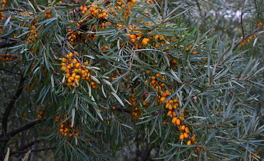 branch of common seabuckthorn with ripe berries isolated close up