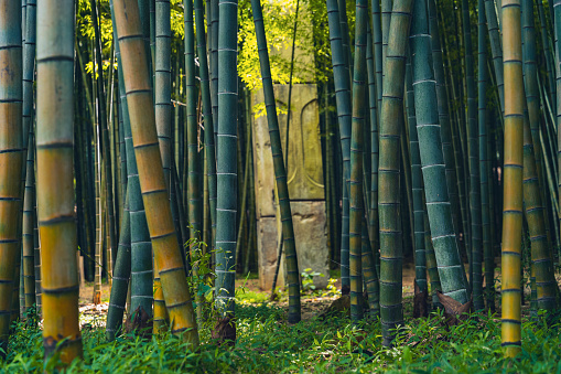 Tall bamboo trees with sunlight at the background at Arashiyama, one of the most famous tourist place in Kyoto, Japan.