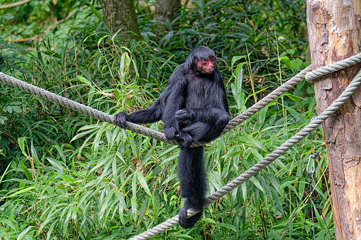 Public park with animals. The red-faced spider monkey (Ateles paniscus), also known as the Guiana spider monkey, is a representative of the rainforests of northern South America.