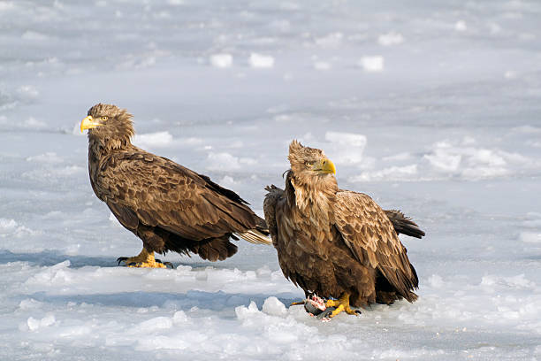 Pair Sea eagles stock photo