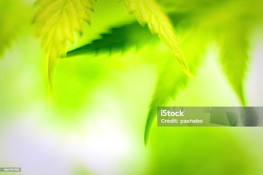 Cannabis leafs, sfocato shot. - Foto stock royalty-free di Astratto