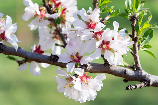 Vibrant almond blossom close-up with delicate petals and lush greenery. Perfect for spring concepts.