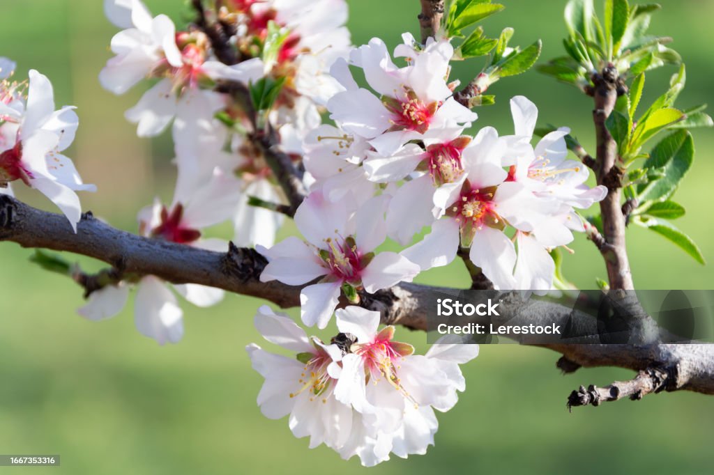 Almond Blossom Close-Up Vibrant almond blossom close-up with delicate petals and lush greenery. Perfect for spring concepts. Almond Tree Stock Photo