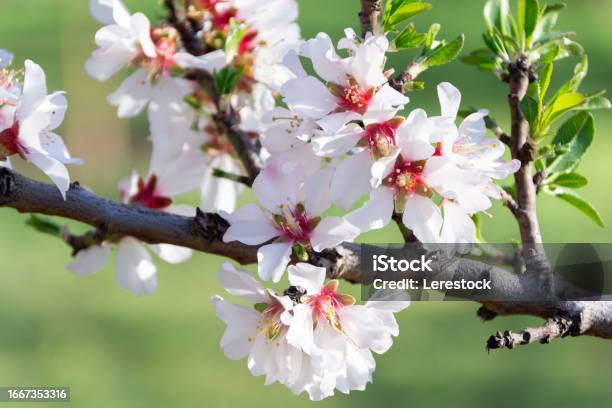 Almond Blossom Closeup Stock Photo - Download Image Now - Almond Tree, Backgrounds, Blossom