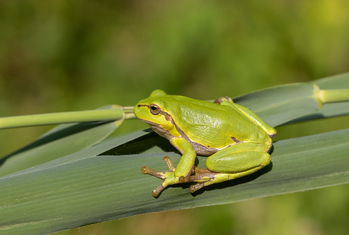Tree frog taken in yungas region of Salta province
