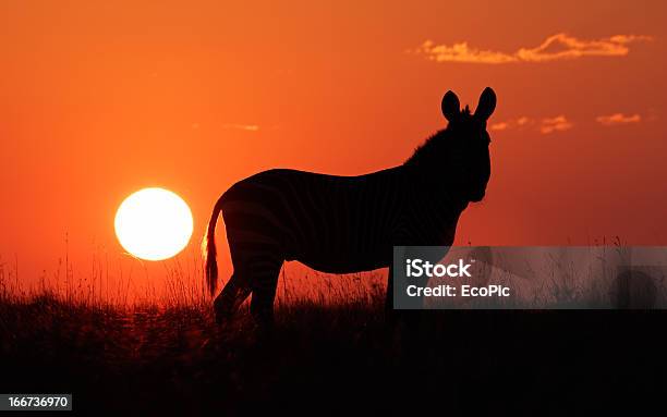ゼブラシルエット - アフリカのストックフォトや画像を多数ご用意 - アフリカ, ウマ科, サファリ動物