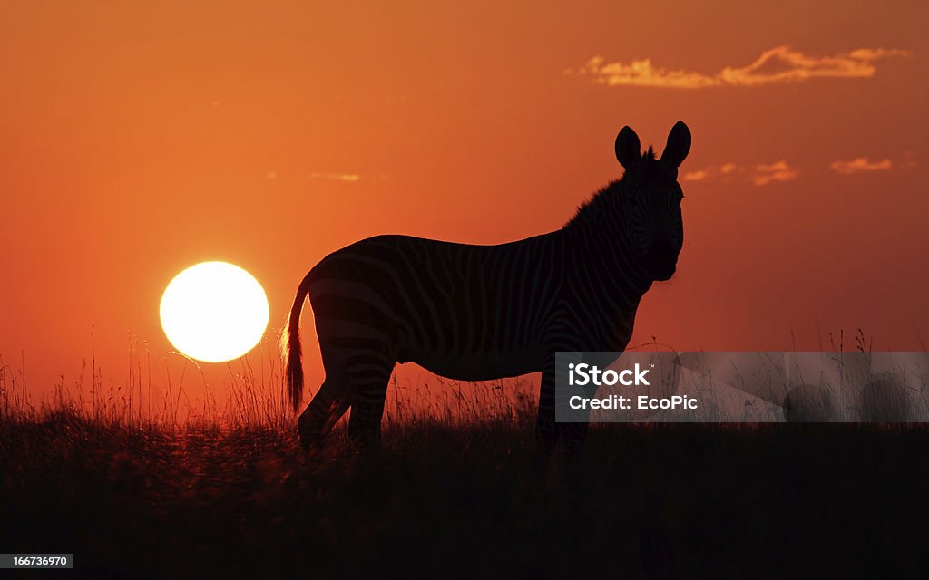 Silhueta de Zebra - Royalty-free Animal Foto de stock