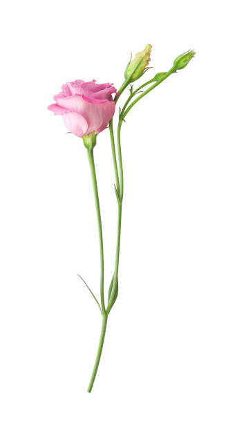 istock Pink eustoma flower on stem with buds isolated on white 1667381988