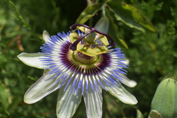 istock White and purple flower 1667431147