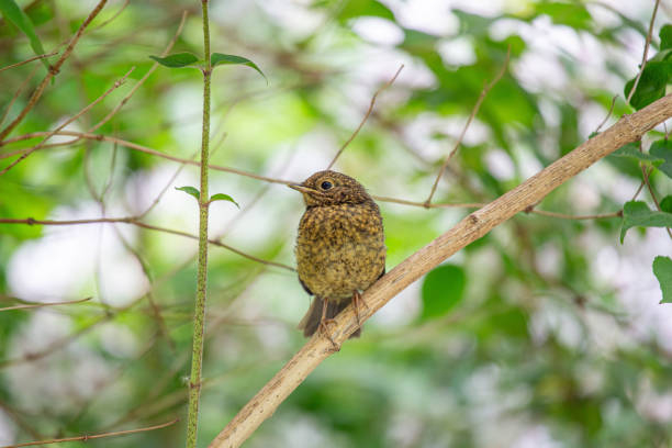A charming baby Robin Red Breast (Erithacus rubecula) in Dublin, Ireland. This young European robin showcases the region's diverse avian beauty.