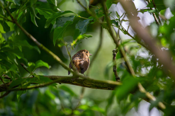 istock Baby Robin Red Breast (Erithacus rubecula) in Dublin, Ireland 1667434387