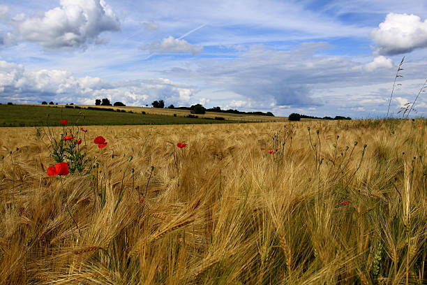 poppies sul campo di orzo - wild barley foto e immagini stock