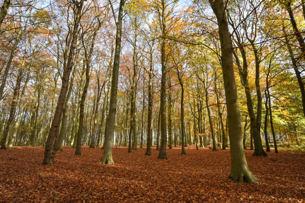 istock Autumn in Sherwood Forest, Nottinghamshire, UK 1667447539