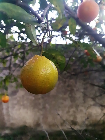 Citrus Limonia or Rangpur Lemon ripe on the tree. Also known in Brazil under the common names of lemon-pink, lemon-horse, lemon-egua, lemon-French, lemon-capeta, lemon-china, lemon-vinegar and tambaqui lemon.
