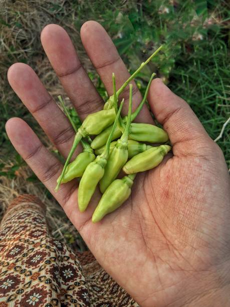 istock Fresh white cayenne pepper, grown in the home environment 1667454140