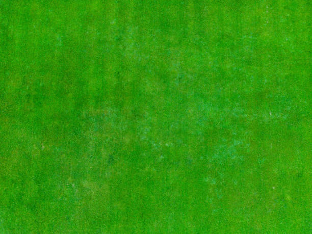 istock Texture of a field with grass 1667459392