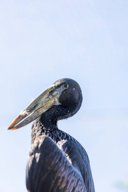 istock African Openbill (Anastomus lamelligerus) in Southern Madagascar 1667473897