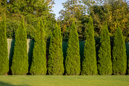 trimmed thuja in the garden on a green lawn