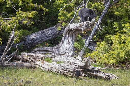 A black bear on a large broken tree on the shorline near Tofino, BC