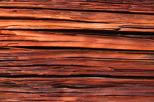 Close-up on the texture of sequoia bark. Background