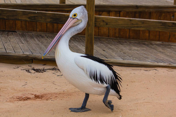 Pelicans are large water birds with distinctive features like long bills and throat pouches. They catch fish using their pouches and often gather in groups. These social birds can be found in various habitats around the world and are enjoyed by birdwatchers and tourists.